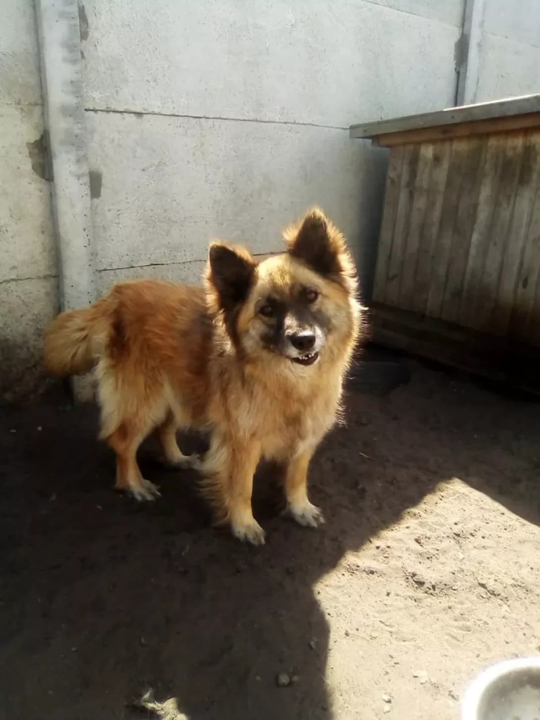 Deyzi (Дейзі), Mixed Breed (Happy Paw Dnipro)