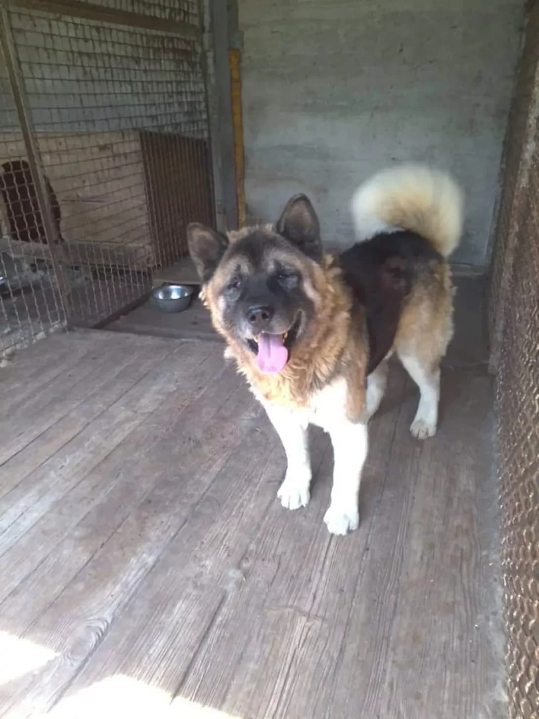 Lord (Лорд), male senior Mixed Breed for adoption at Happy Paw Dnipro