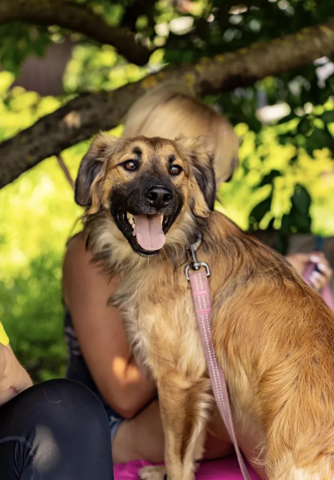Lolik (Льолік), male 3yo Mixed Breed for adoption at Happy Paw Kyiv