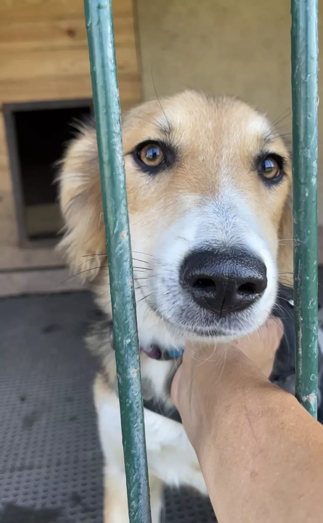 Pusha (Пуша), Mixed Breed (Happy Paw Kyiv Oblast)