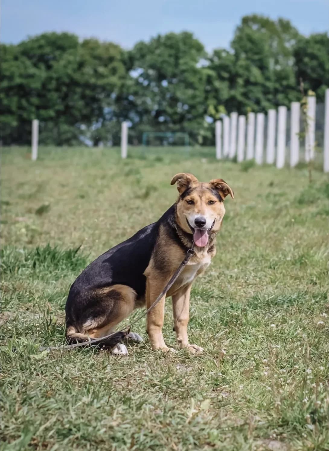 Grusha (Груша), female 3yo Mixed Breed for adoption at Happy Paw Kyiv