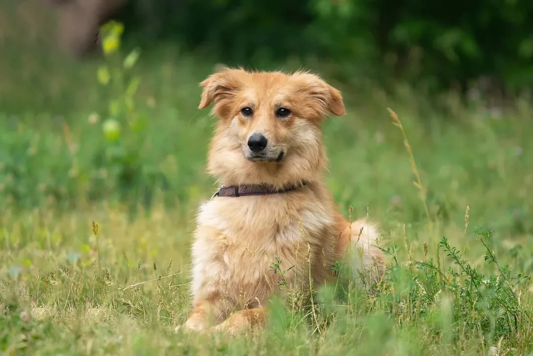 Lolli (Лоллі), Mixed Breed (Happy Paw Kyiv Oblast)