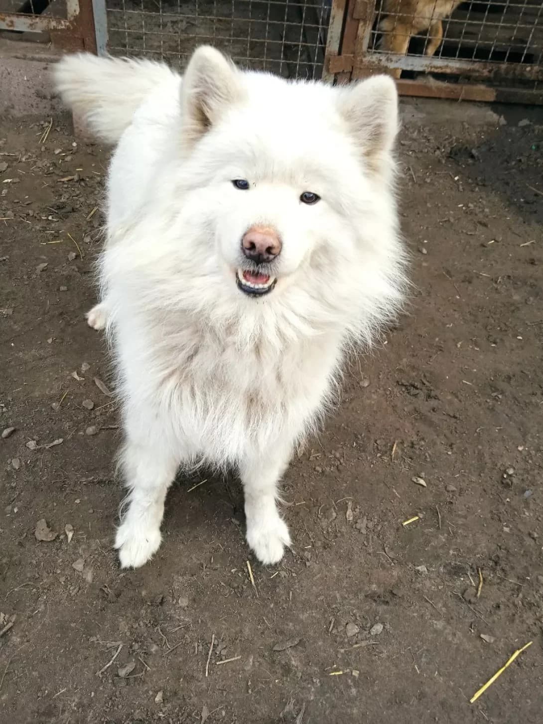 Bela (Бела), female senior Mixed Breed for adoption at Happy Paw Dnipro
