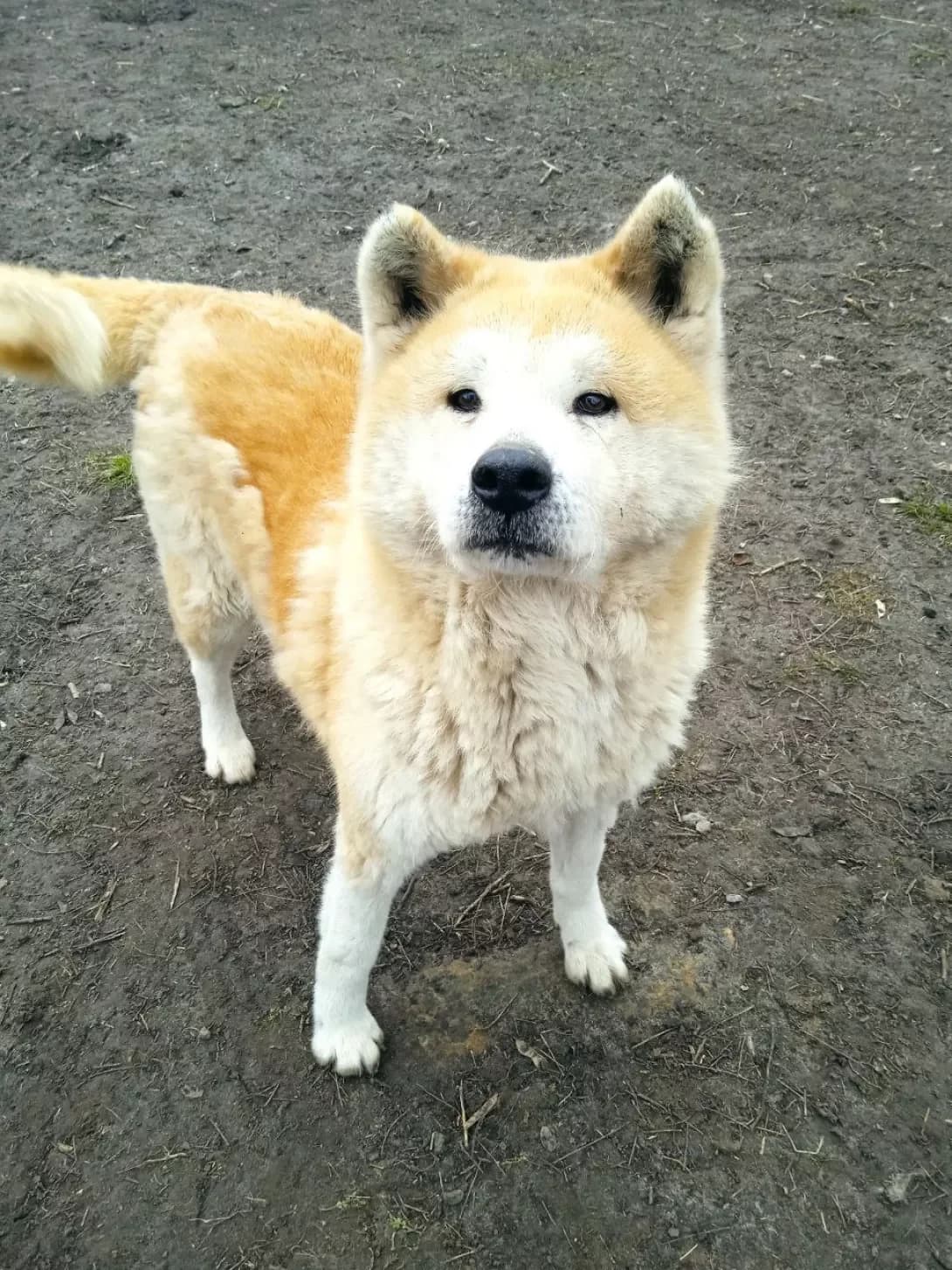 Kvita (Квіта), female senior Mixed Breed for adoption at Happy Paw Dnipro