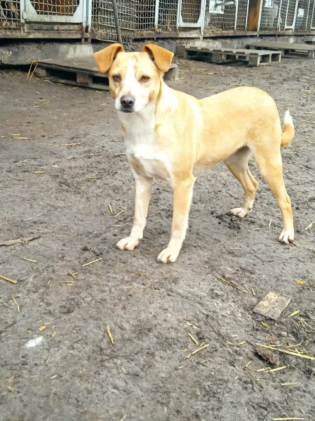 Linda (Лінда), female senior Mixed Breed for adoption at Happy Paw Dnipro