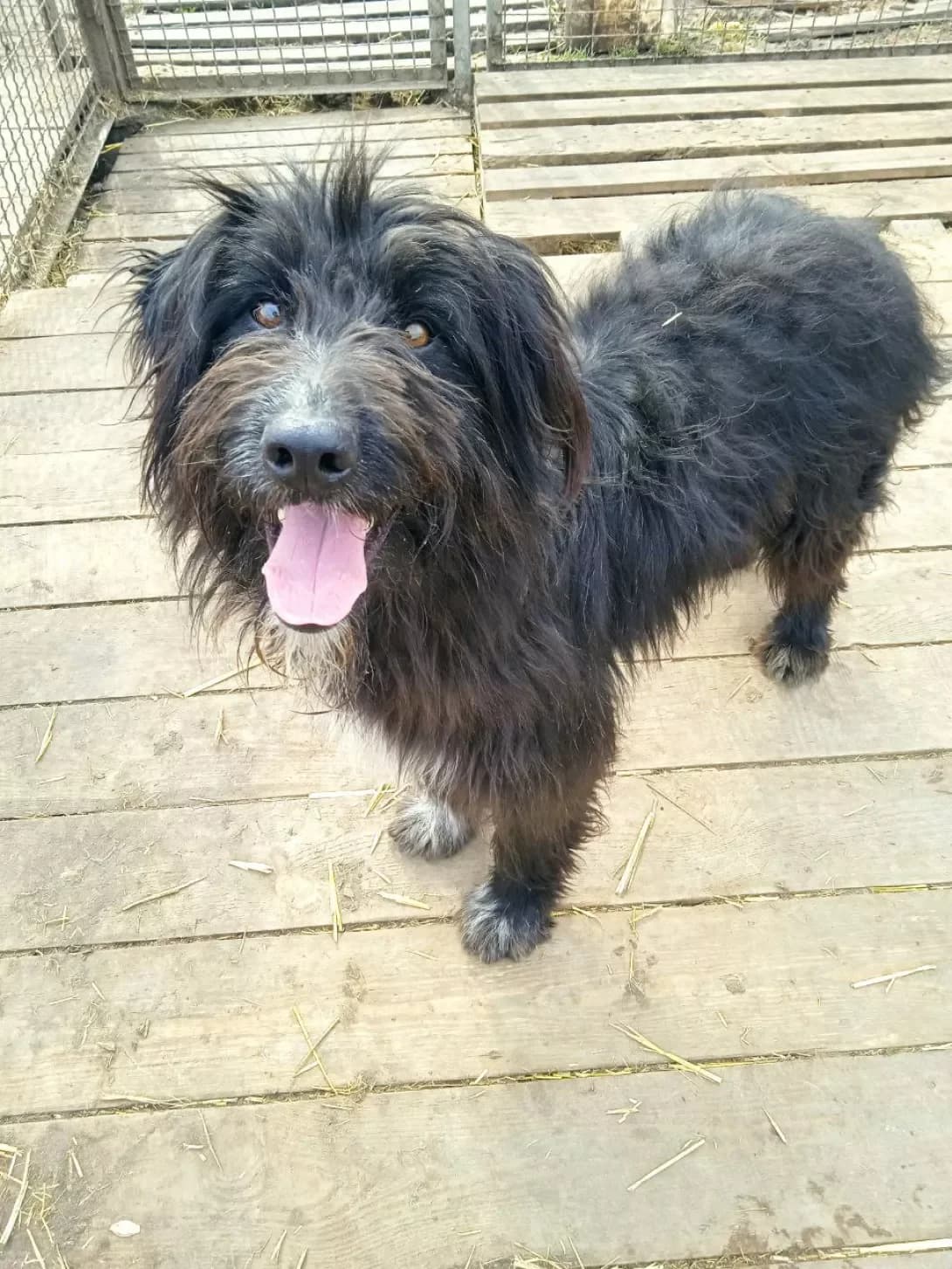Dzhek (Джек), male senior Mixed Breed for adoption at Happy Paw Dnipro