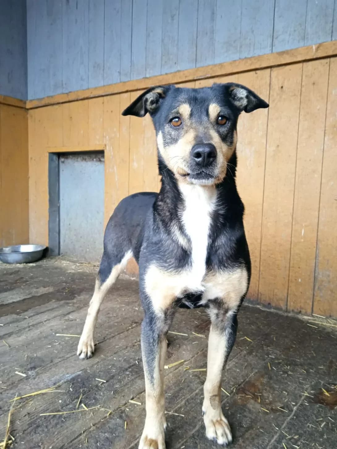 Masha (Маша), female senior Mixed Breed for adoption at Happy Paw Dnipro