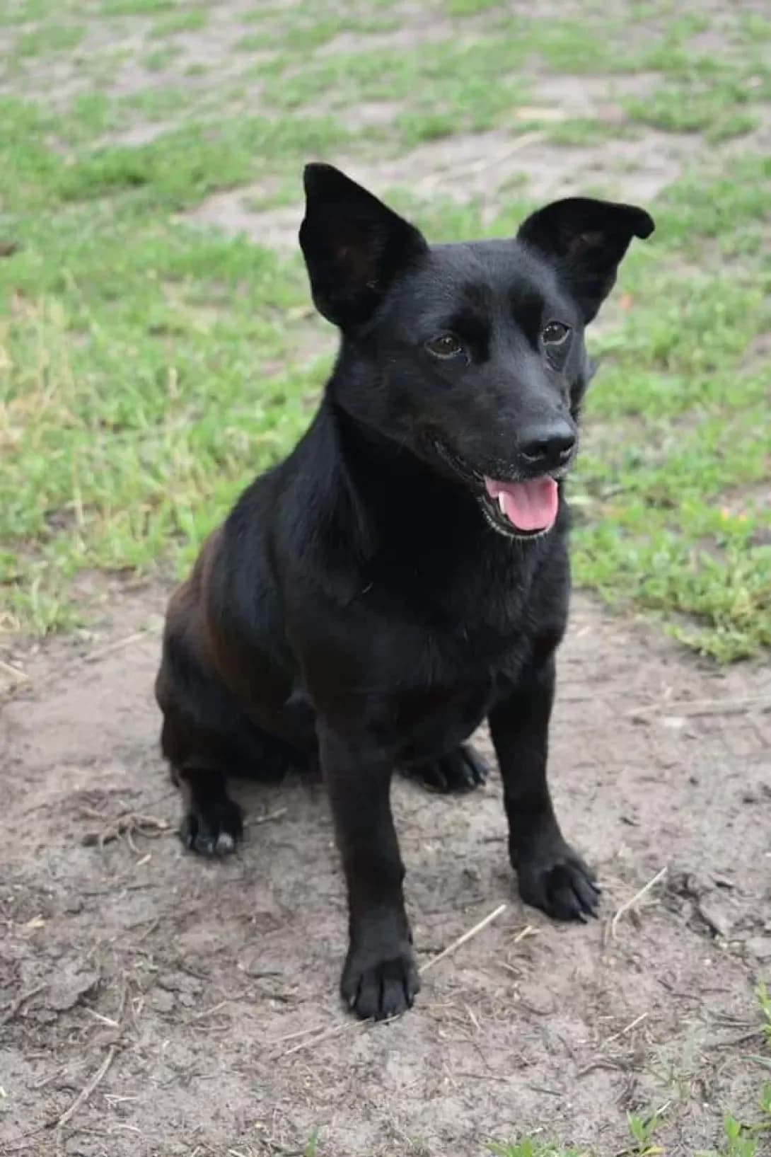 Dunya (Дуня), Mixed Breed (Happy Paw Dnipro)