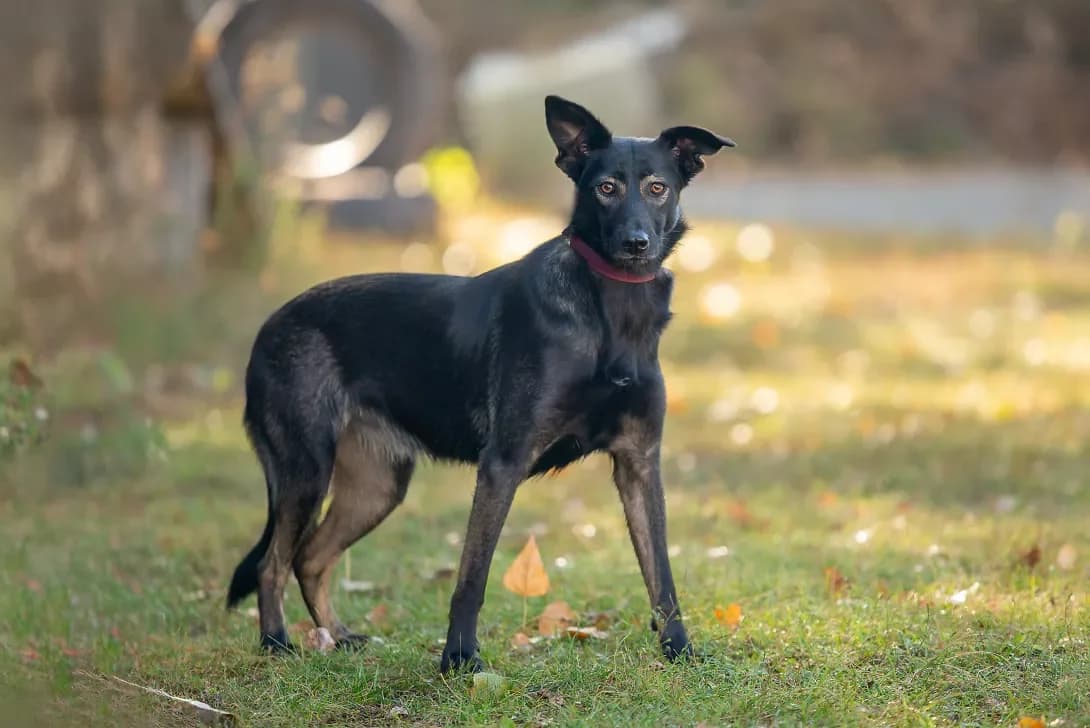 Konni (Конні), Mixed Breed (Happy Paw Kyiv Oblast)