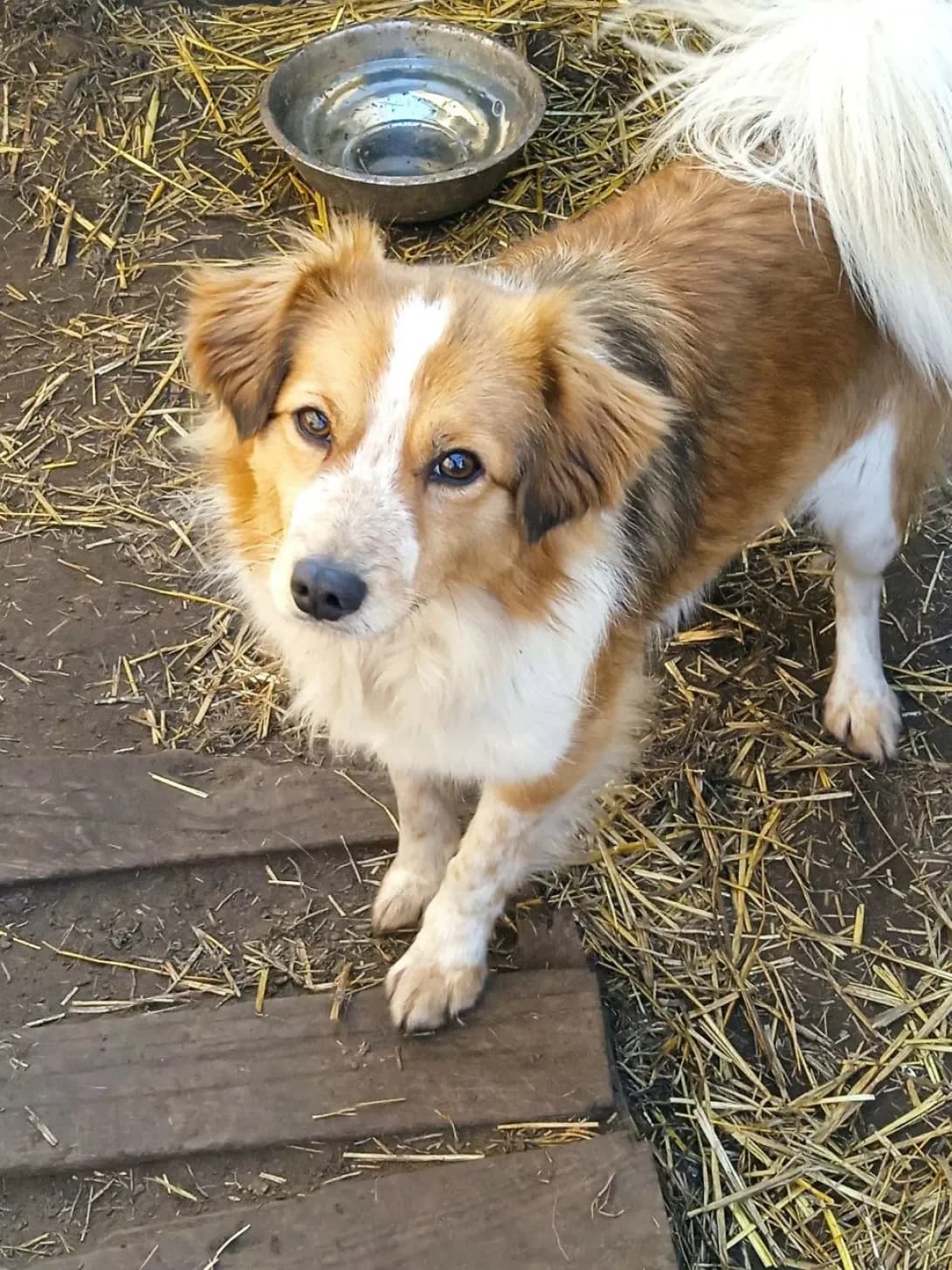Luna (Луна), Mixed Breed (Happy Paw Dnipro)
