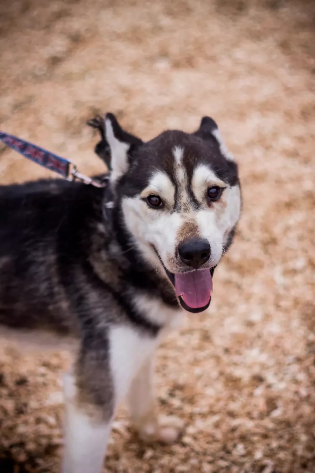 Klayd (Клайд), male 7yo Husky for adoption at Happy Paw Kyiv Oblast