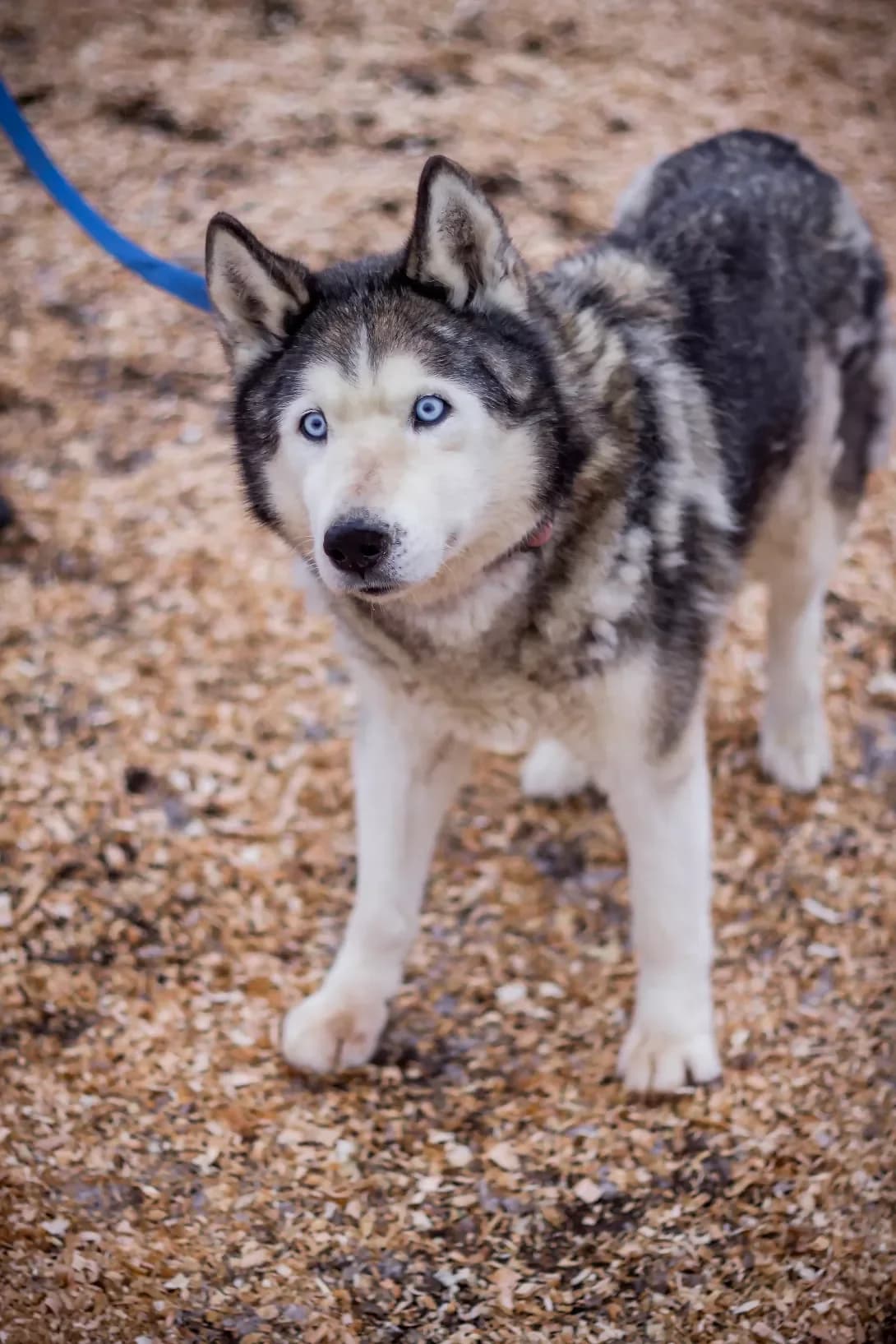Frenk (Френк), Mixed Breed (Happy Paw Kyiv Oblast)