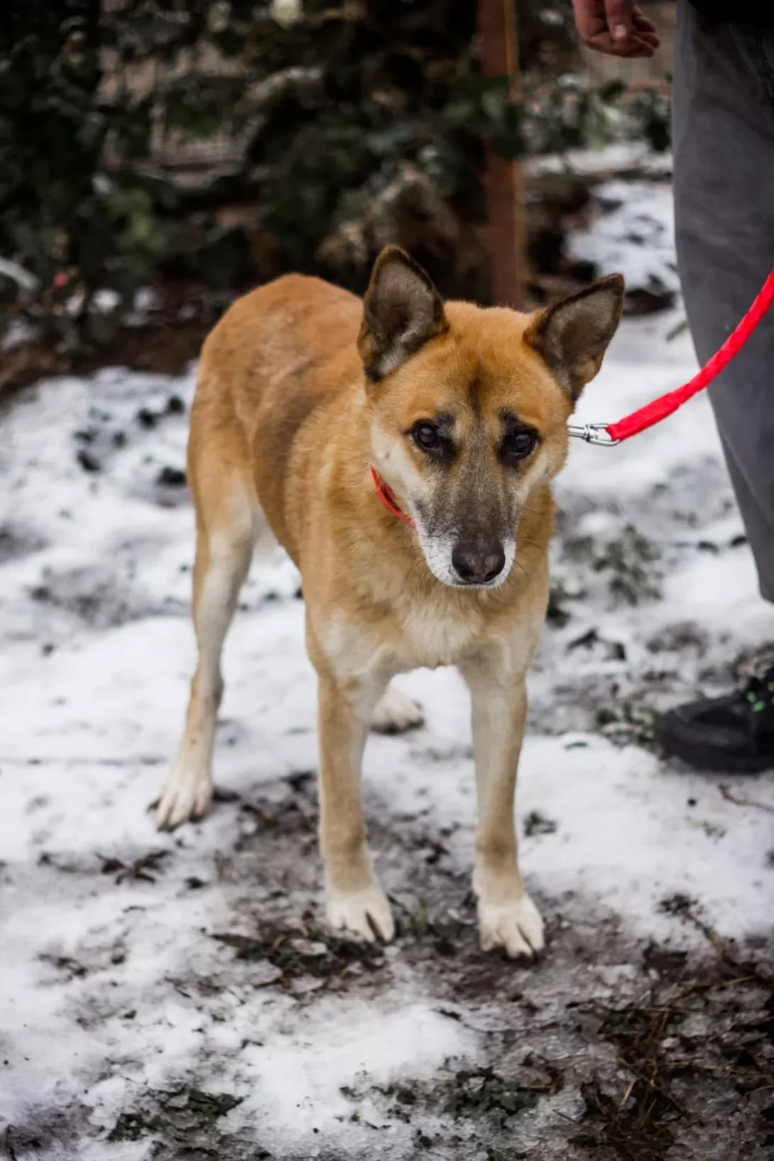 Azik (Азік), Mixed Breed (Happy Paw Kyiv Oblast)