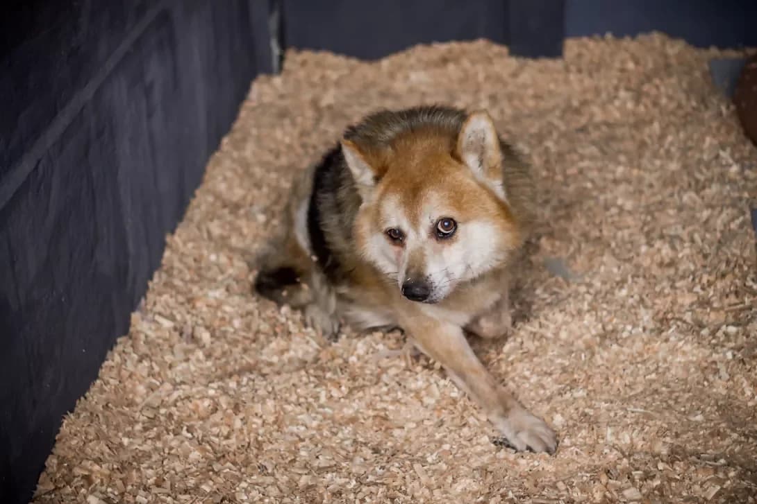 Mollik (Моллік), male senior Mixed Breed for adoption at Happy Paw Kyiv Oblast