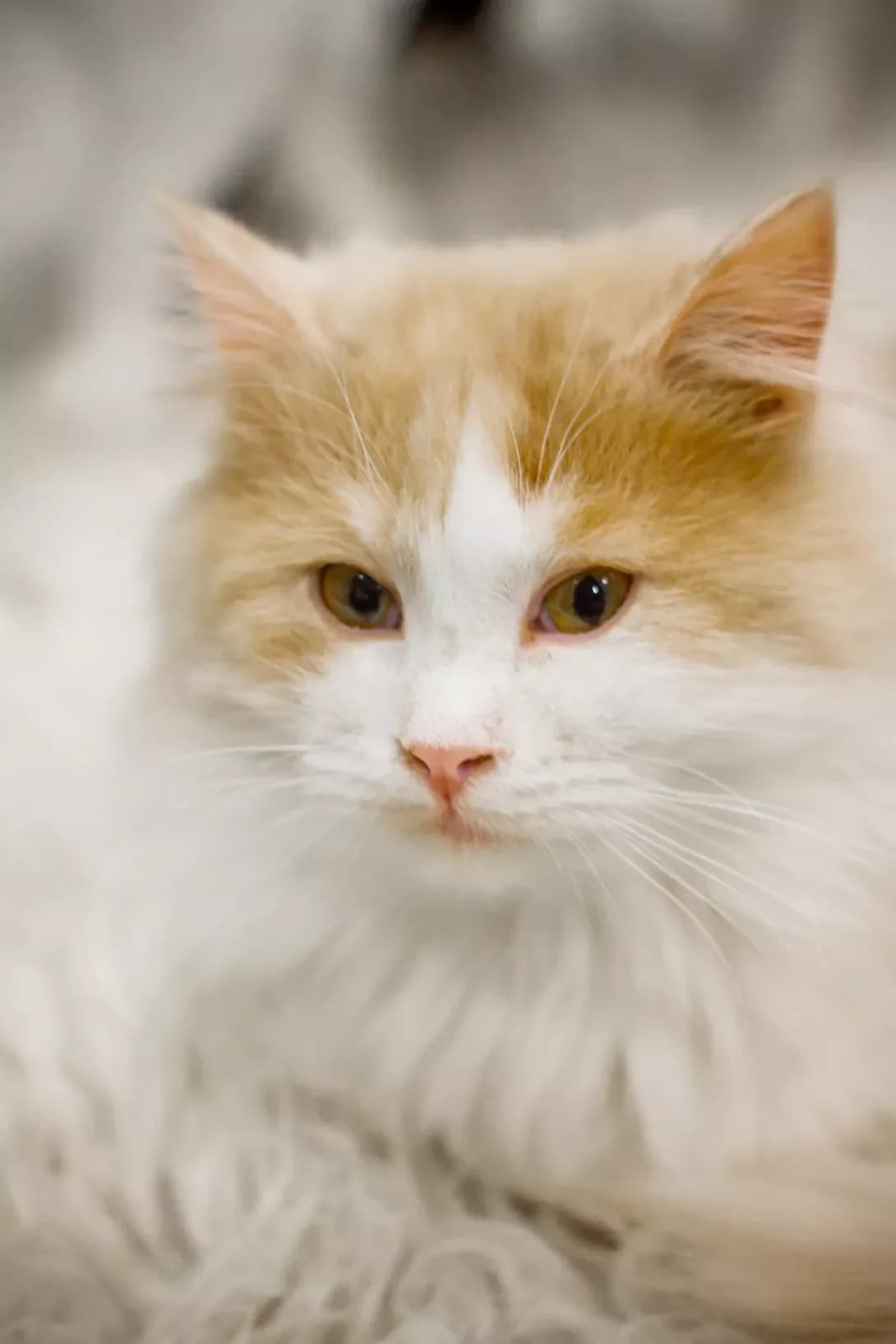 Persik (Персик), Mixed Breed (Happy Paw Kyiv Oblast)