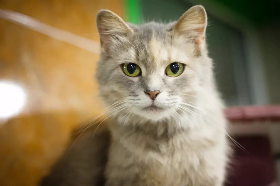 Laska (Ласка), Mixed Breed (Happy Paw Kyiv Oblast)