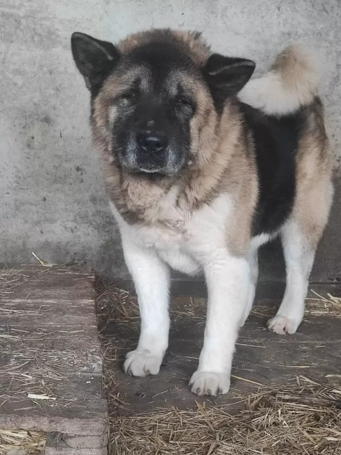 Kichiro (Кичиро), male senior Mixed Breed for adoption at Happy Paw Dnipro