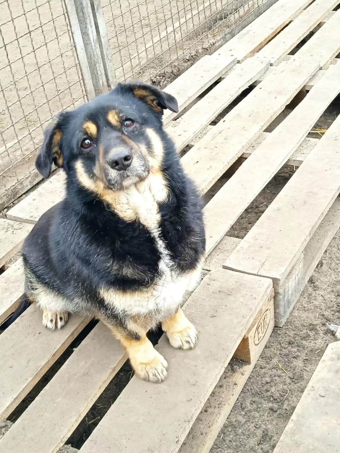 Barosha (Бароша), male senior Mixed Breed for adoption at Happy Paw Dnipro