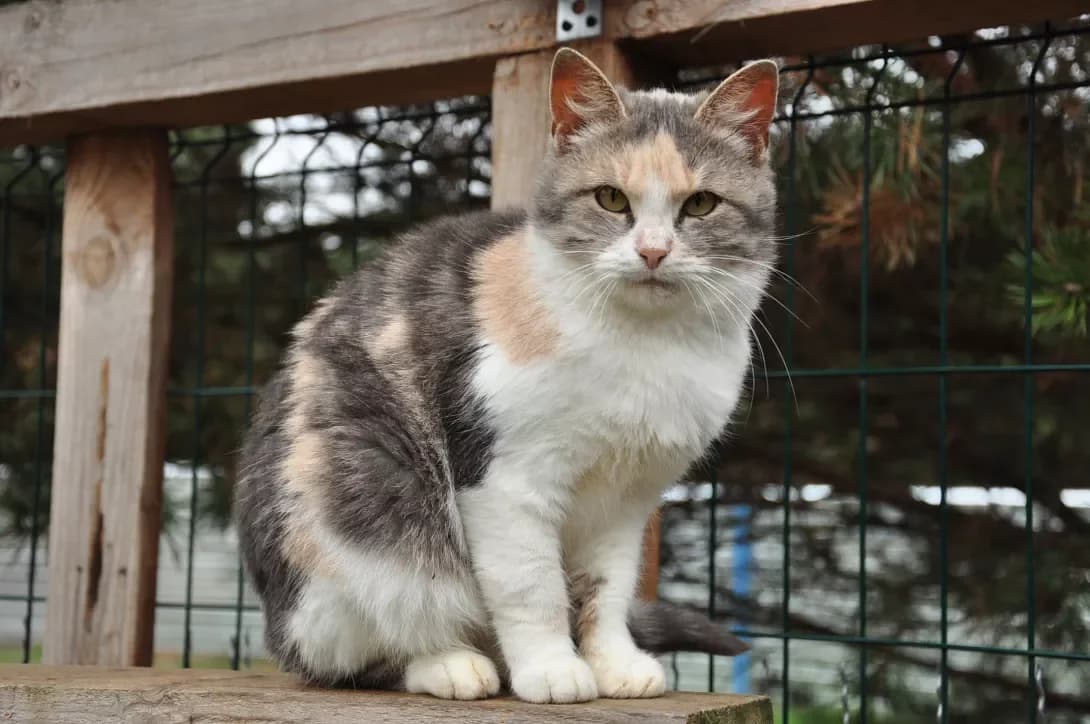 Yeva (Єва), Mixed Breed (Happy Paw Kyiv Oblast)