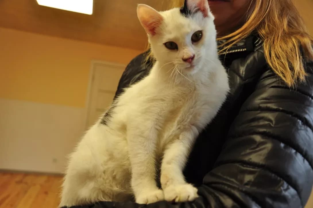 Ays (Айс), Mixed Breed (Happy Paw Kyiv Oblast)