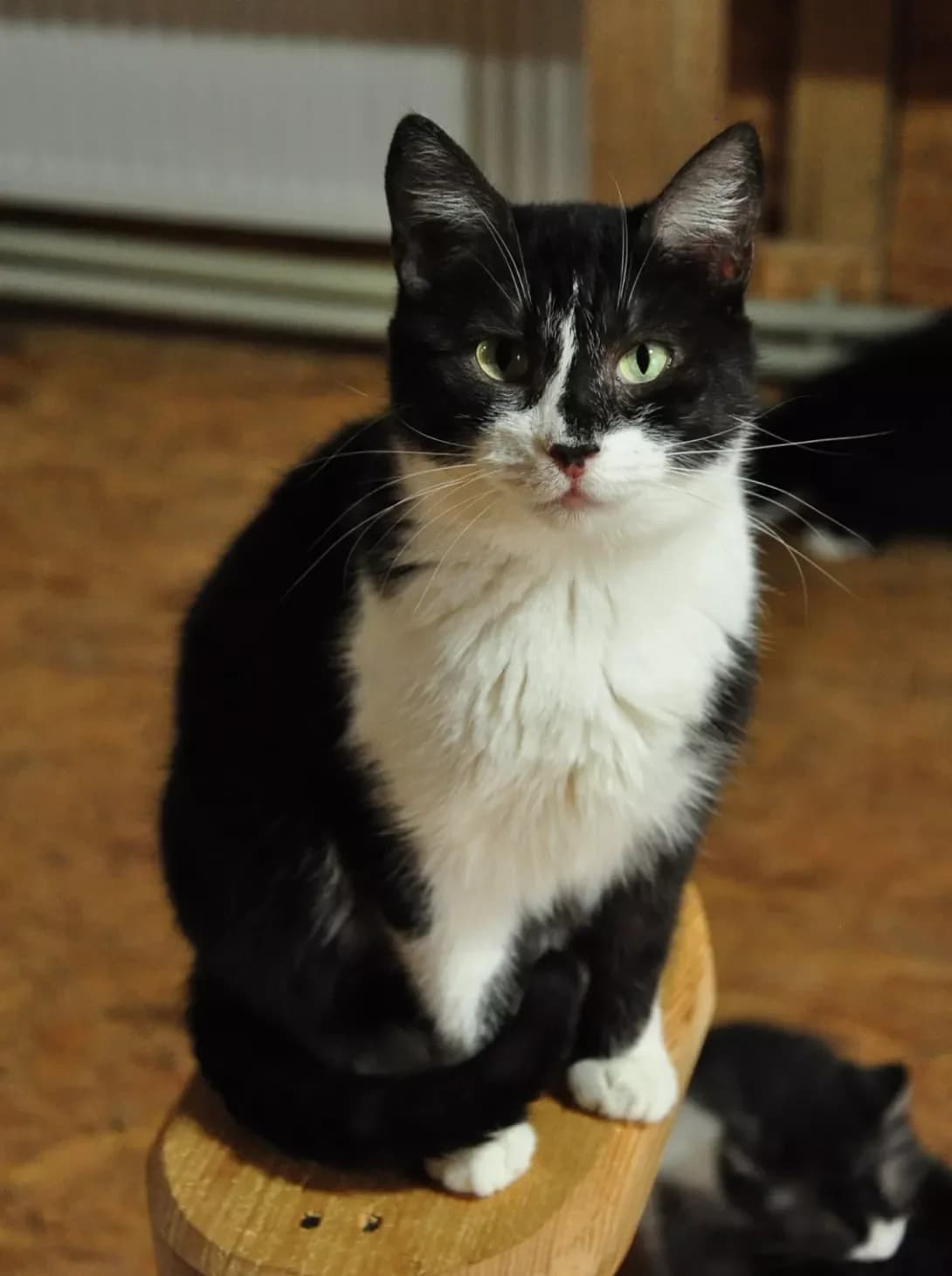 Vita (Віта), Mixed Breed (Happy Paw Kyiv Oblast)