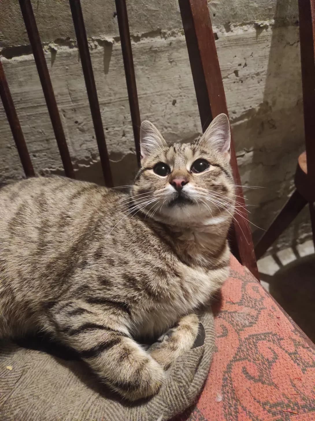 Pogladun (Погладун), male 4yo Mixed Breed for adoption at Happy Paw Lviv