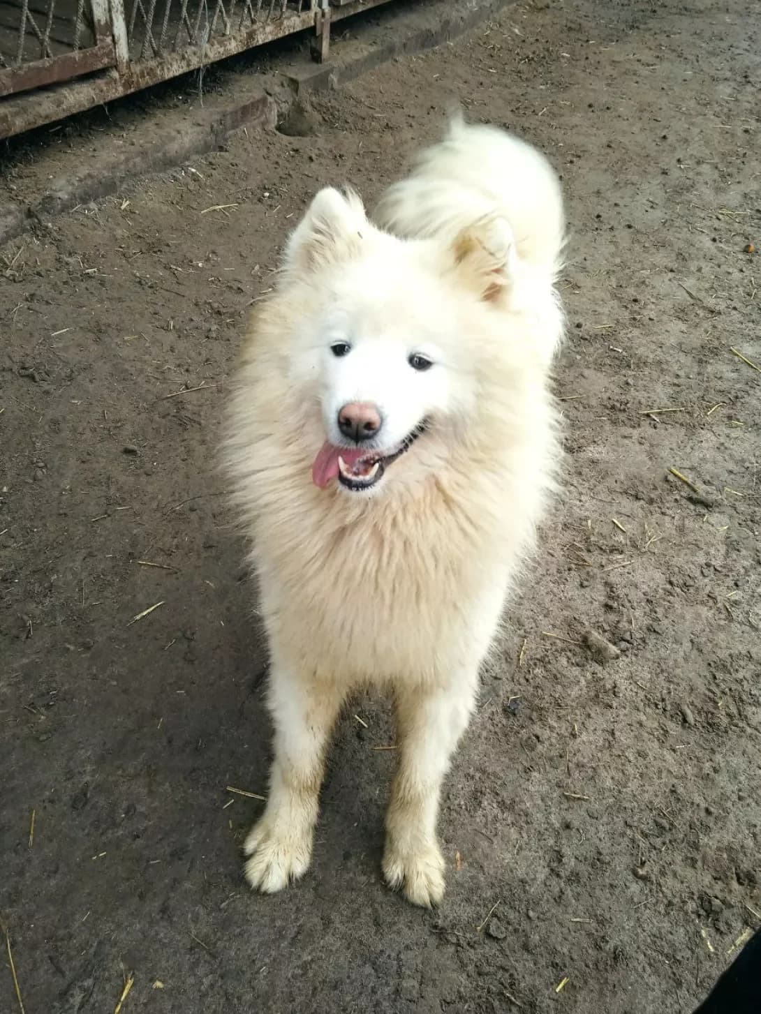 Elza (Ельза), female senior Mixed Breed for adoption at Happy Paw Dnipro