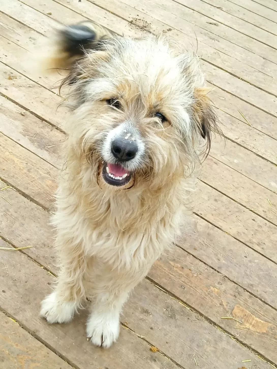 Gerda (Герда), female senior Mixed Breed for adoption at Happy Paw Dnipro