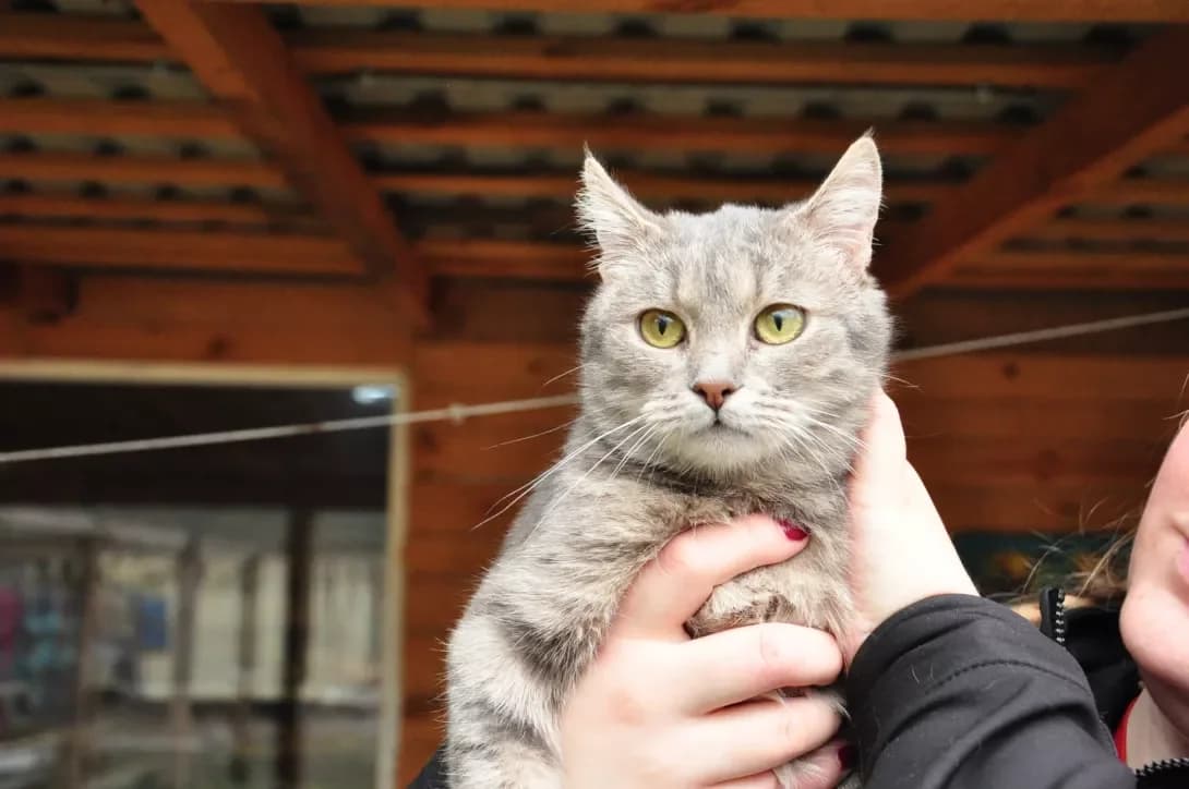 Zhulka (Жулька), Mixed Breed (Happy Paw Kyiv Oblast)