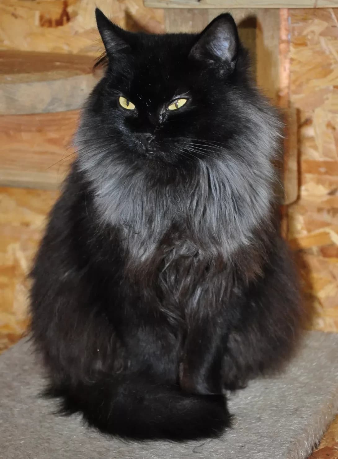 Yago (Яго), Mixed Breed (Happy Paw Kyiv Oblast)