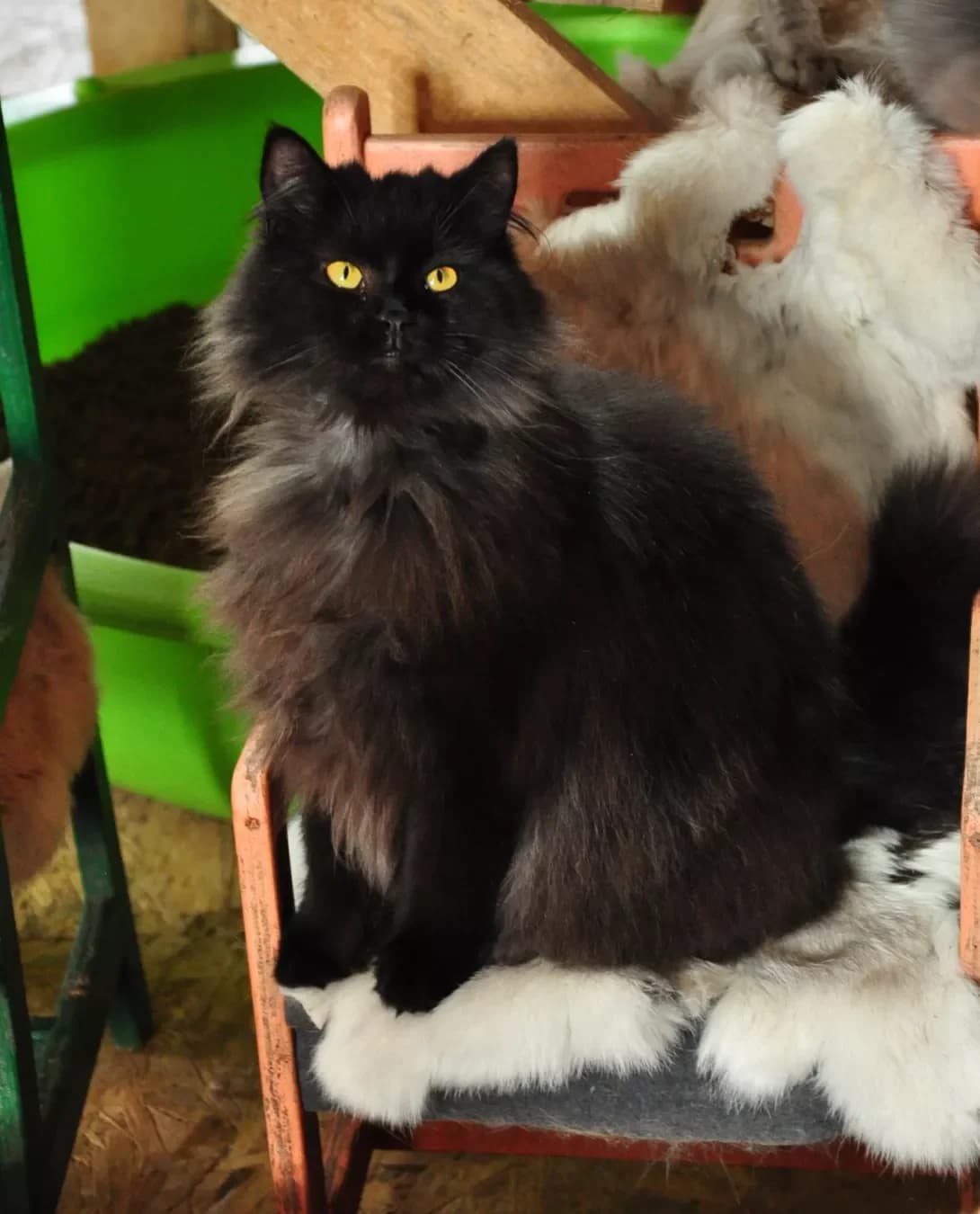 Barbaris (Барбарис), Mixed Breed (Happy Paw Kyiv Oblast)