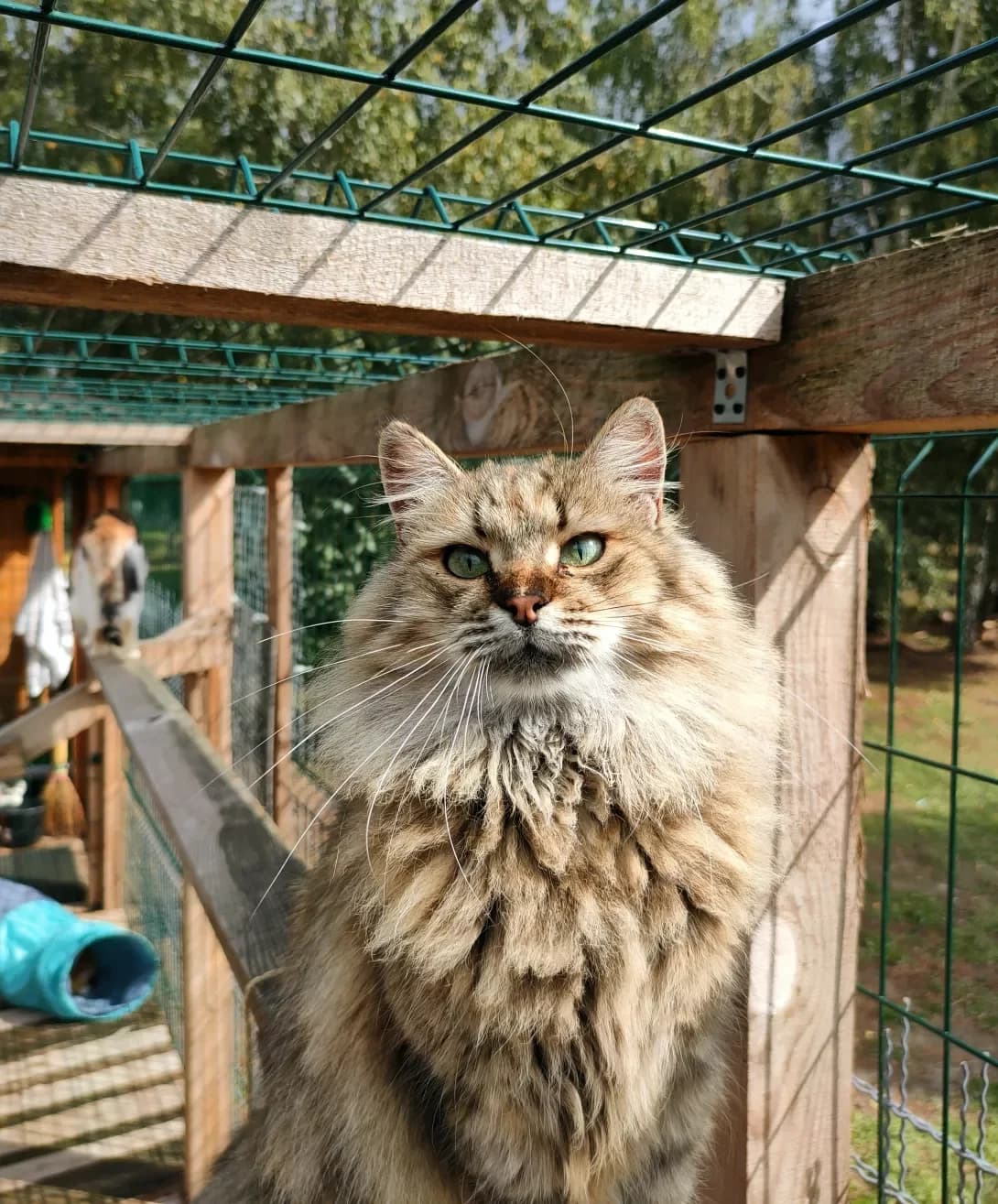 Layla (Лайла), Mixed Breed (Happy Paw Kyiv Oblast)