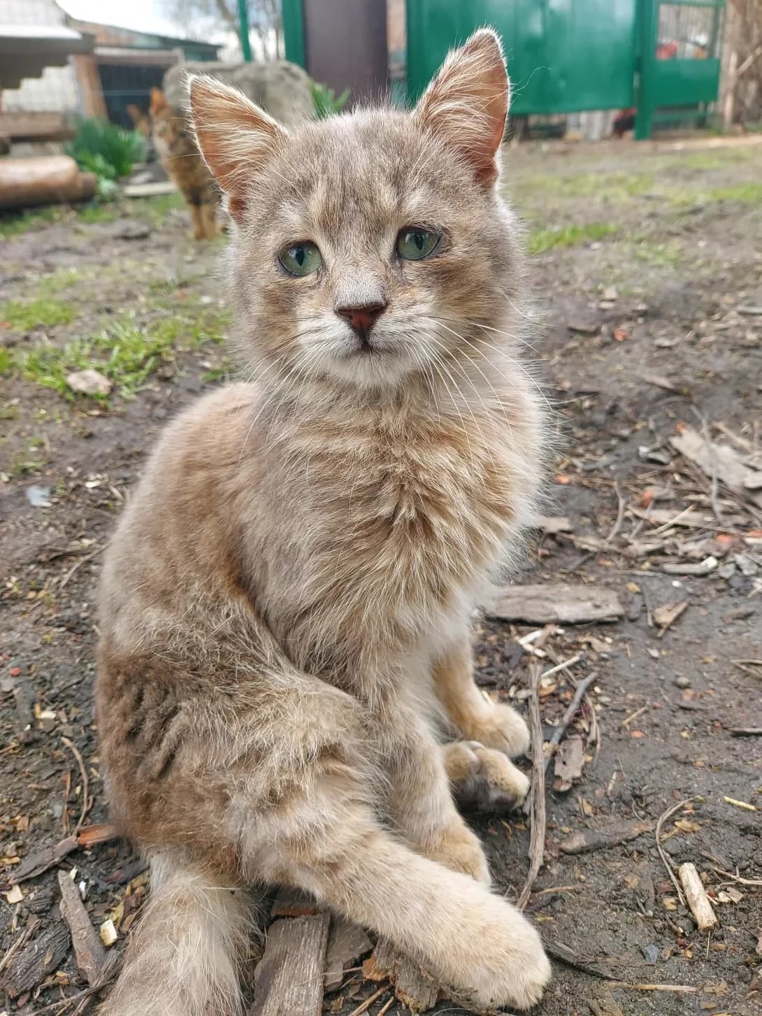 Sumchik (Сумчик), male 3yo Mixed Breed for adoption at Happy Paw Kirovohrad
