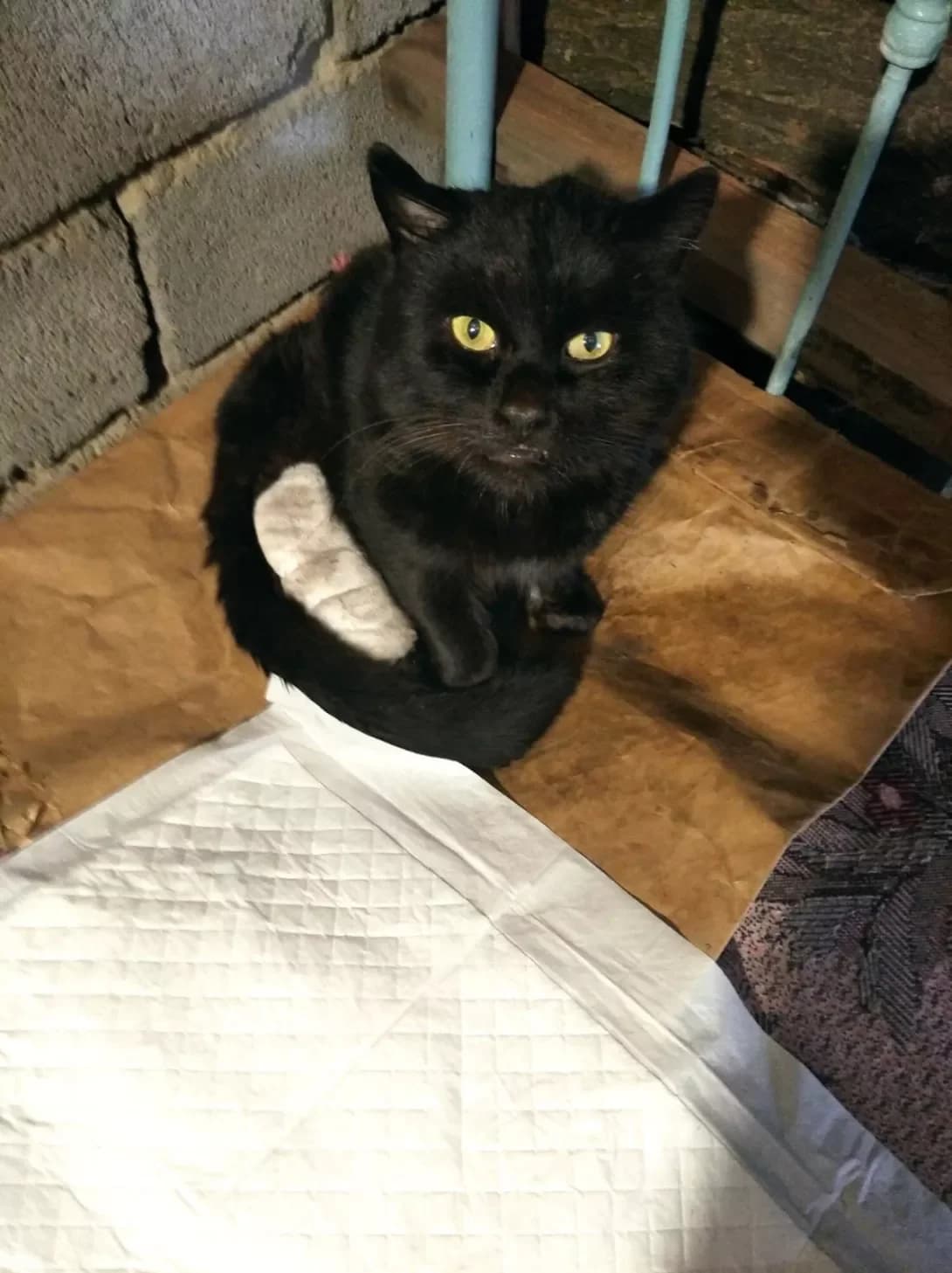 Kostik (Костік), male 6yo Mixed Breed for adoption at Happy Paw Zaporizhzhia