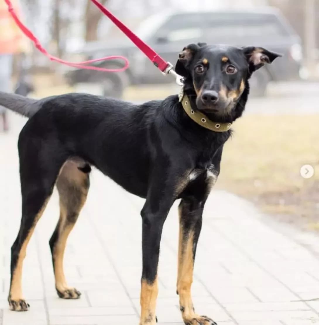 Charli (Чарли), Mixed Breed (Happy Paw Dnipro)