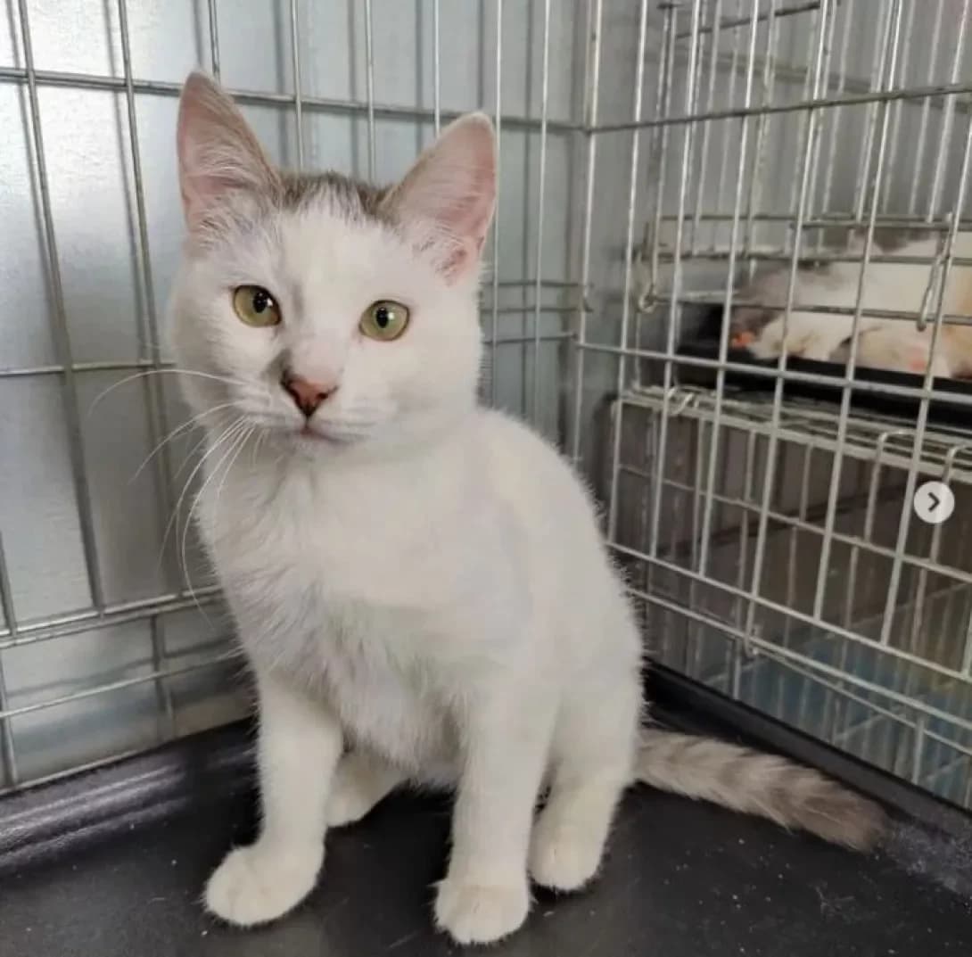 Svetik (Светик), female 3yo Mixed Breed for adoption at Happy Paw Dnipro