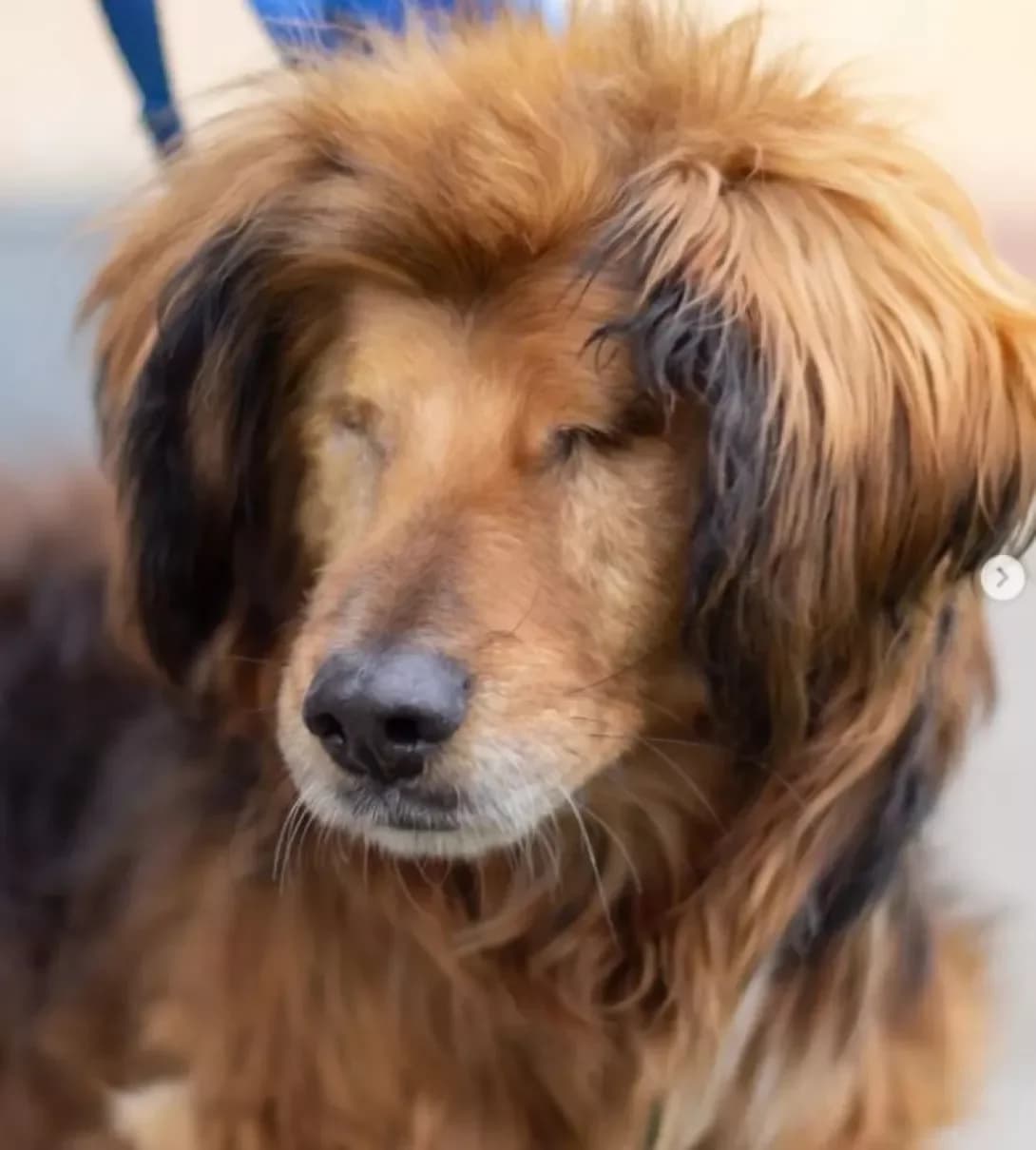 Bakhmut (Бахмут), Mixed Breed (Happy Paw Dnipro)