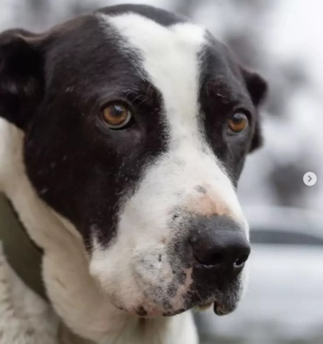 Gerda (Герда), female senior Mixed Breed for adoption at Happy Paw Dnipro