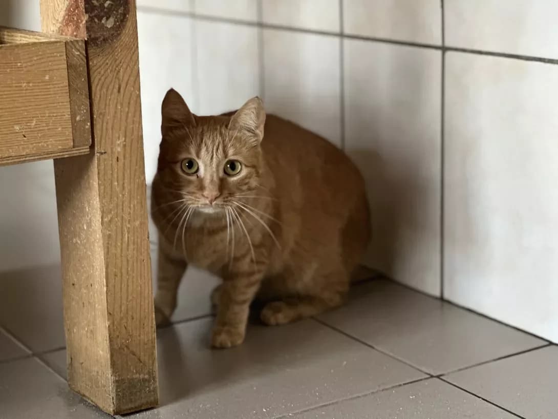Rizhik-Persik (Рижик-Персик), Mixed Breed (Happy Paw Kyiv Oblast)