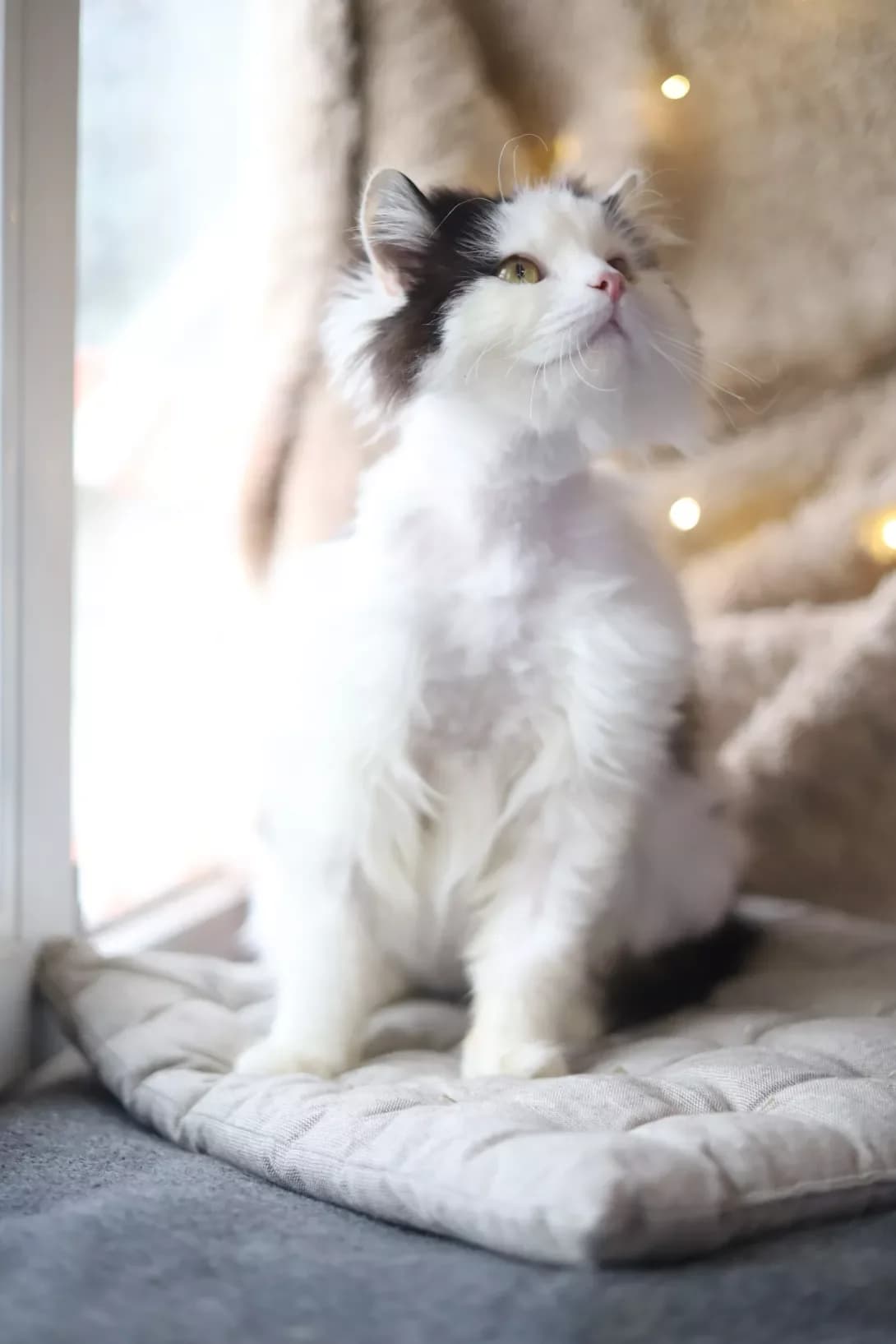 Barri (Баррі), Mixed Breed (Happy Paw Kyiv Oblast)
