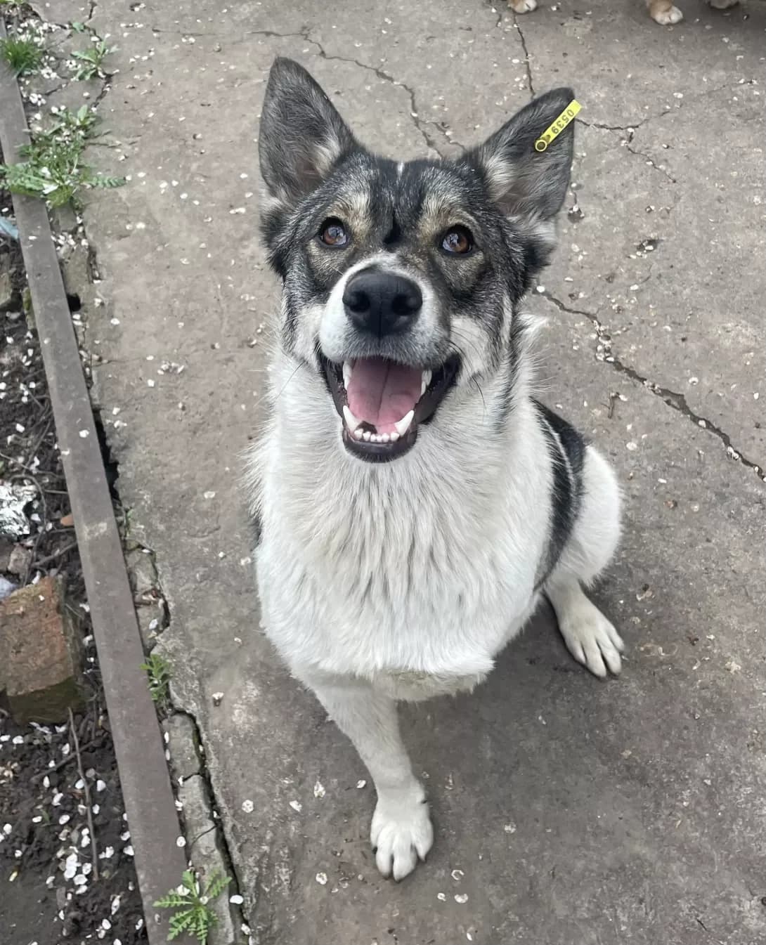 Zina (Зіна), Mixed Breed (Happy Paw Dnipro)