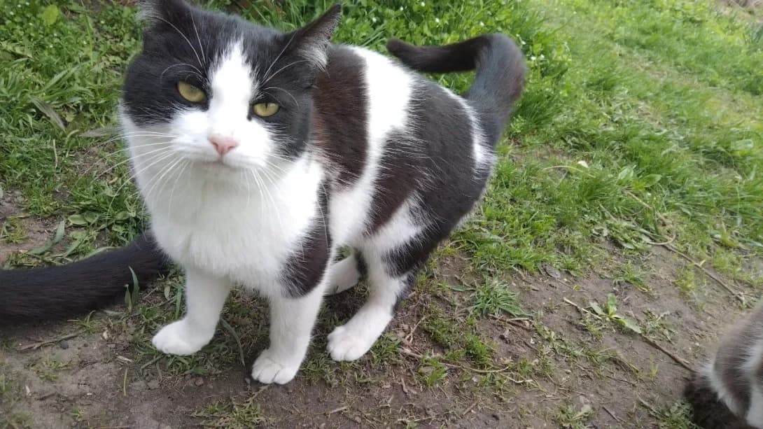 Bosik ta Bosik (Босік та Босік), male 4yo Mixed Breed for adoption at Happy Paw Dnipro