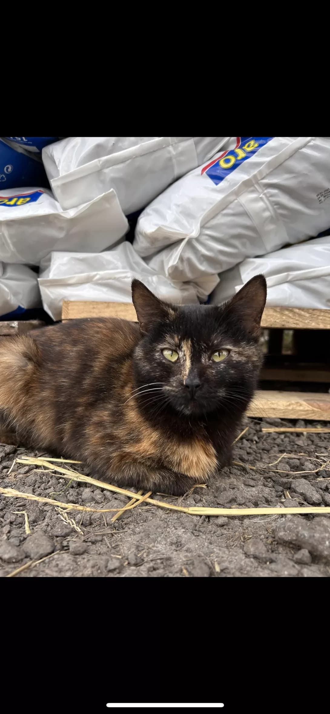 Chora (Чора), female 4yo Mixed Breed for adoption at Happy Paw Dnipro
