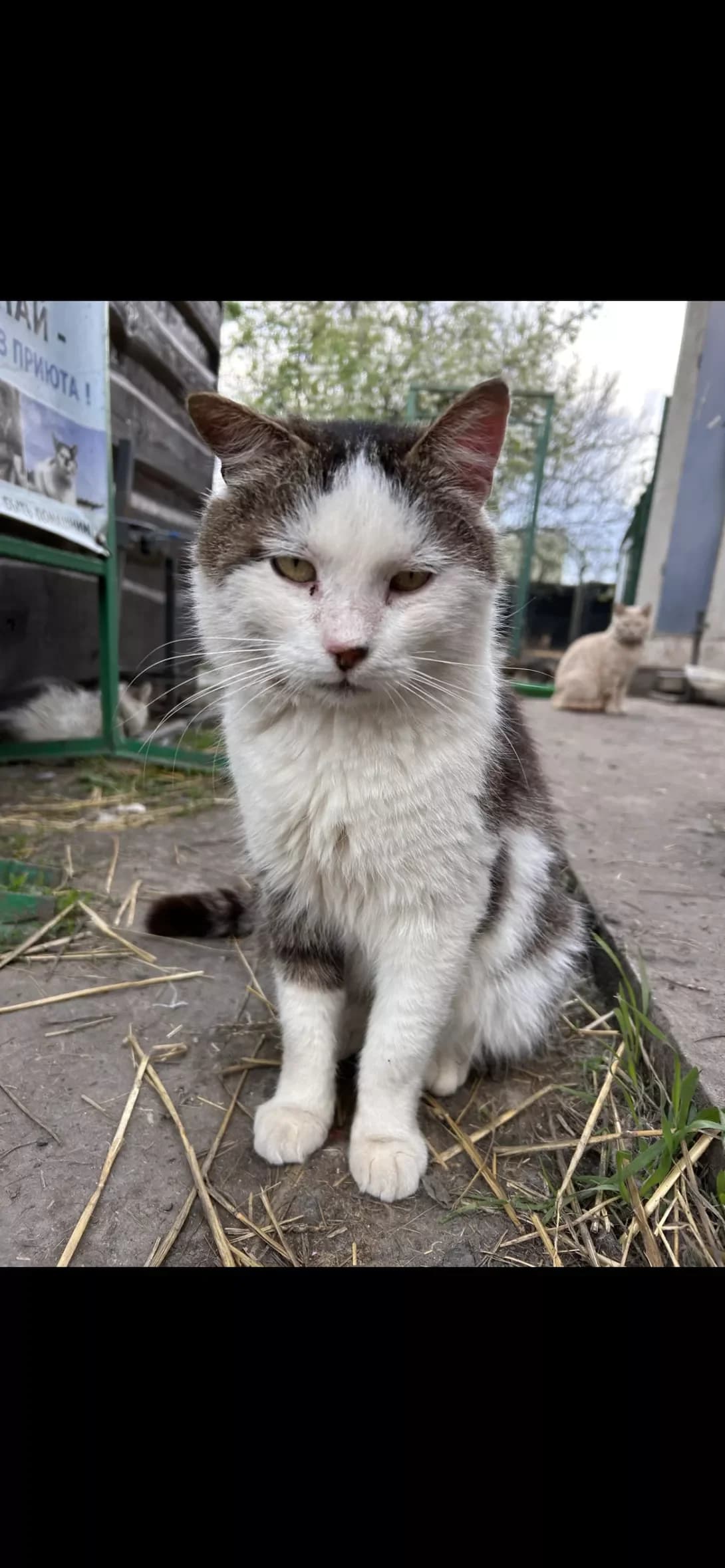 Chipi (Чіпі), male 6yo Mixed Breed for adoption at Happy Paw Dnipro