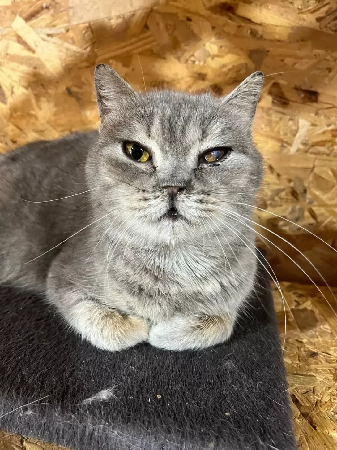 Ledi Di (Леді Ді), Mixed Breed (Happy Paw Kyiv Oblast)