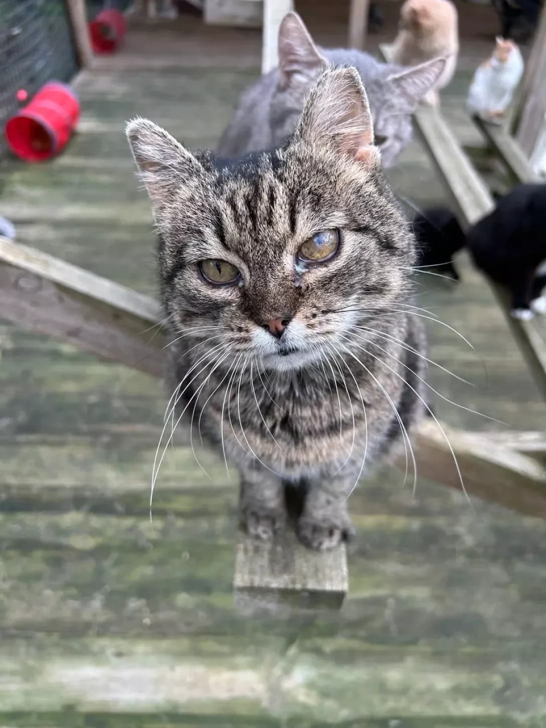 Lori (Лорі), Mixed Breed (Happy Paw Kyiv Oblast)
