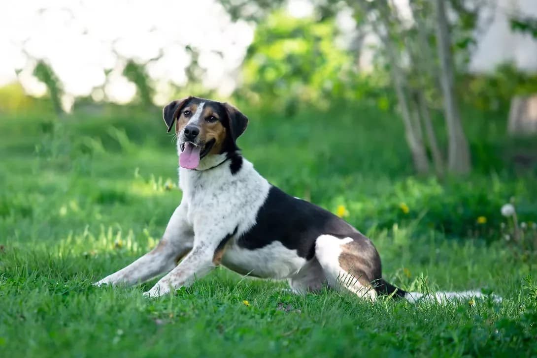 Freddi (Фредді), Mixed Breed (Happy Paw Kyiv Oblast)