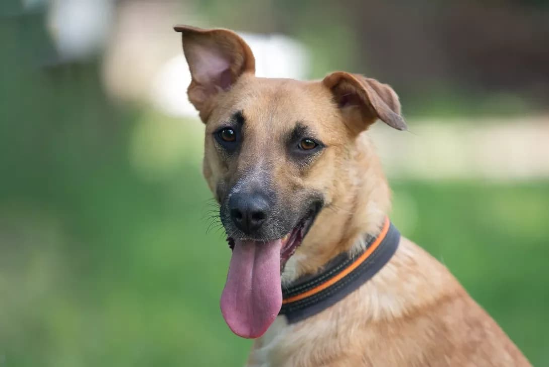 Mina (Міна), Mixed Breed (Happy Paw Kyiv Oblast)