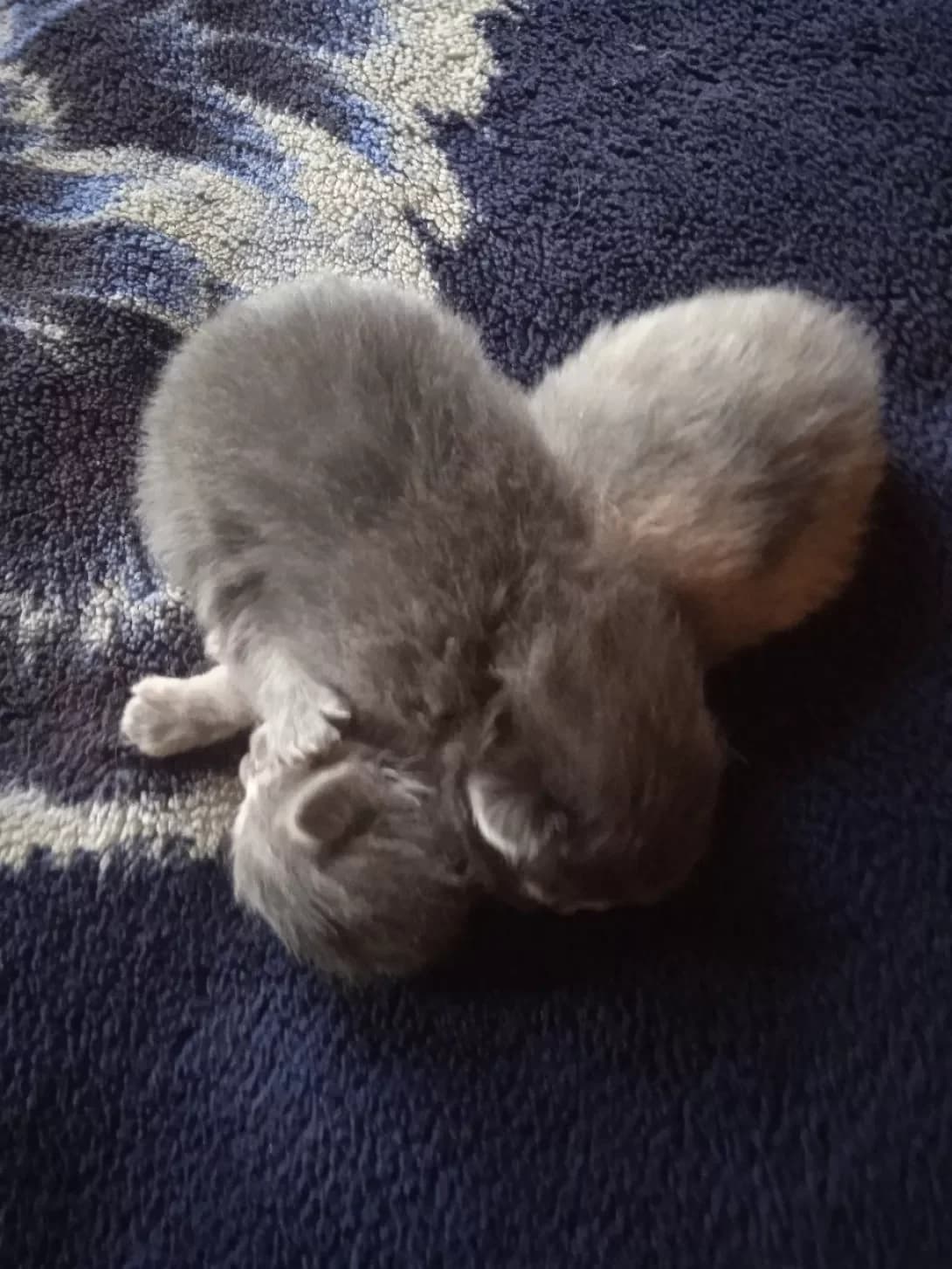 Nemaye klichki (Немає клички), female young Mixed Breed for adoption at Happy Paw Chernihiv Oblast