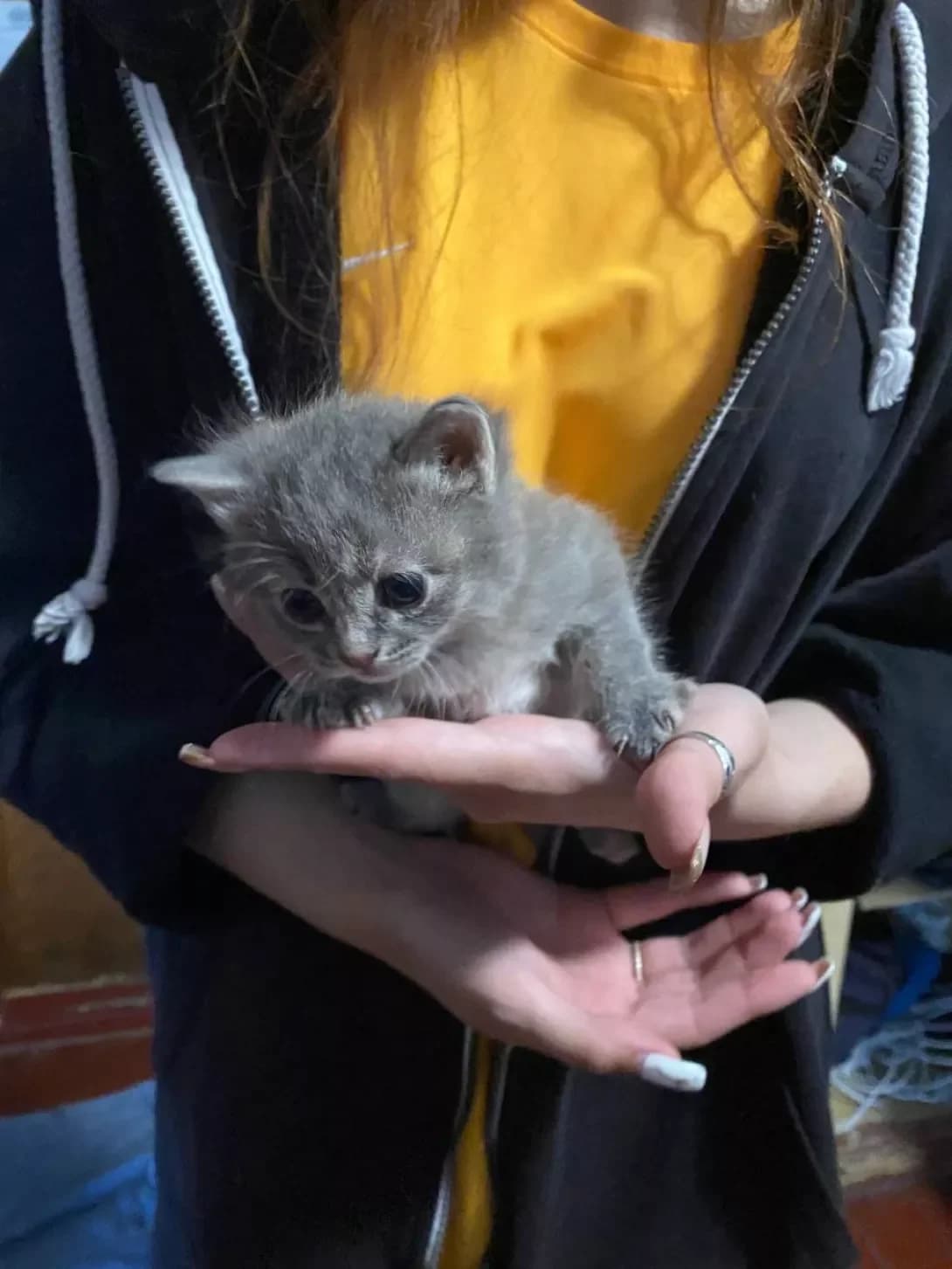 Smoki (Смокі), female 3yo Mixed Breed for adoption at Happy Paw Odesa